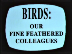 Birds Our Fine Feathered Colleagues.png